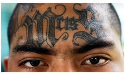 MS-13